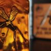 Jurassic Park Ingot Mosquito in Amber Limitált kiadás